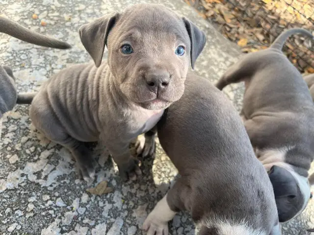 American Blue Nose Pitbull puppies - 2/14