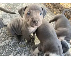 American Blue Nose Pitbull puppies - 2