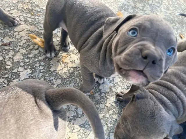 American Blue Nose Pitbull puppies - 3/14