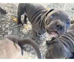 American Blue Nose Pitbull puppies - 3