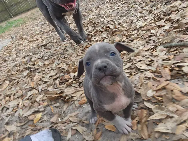 American Blue Nose Pitbull puppies - 4/14