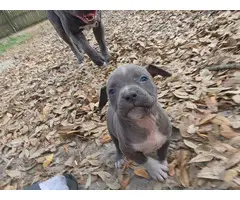 American Blue Nose Pitbull puppies - 4