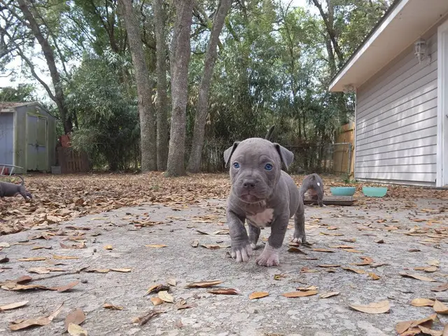 American Blue Nose Pitbull puppies - 6/14