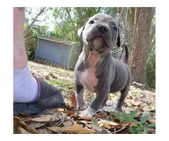 American Blue Nose Pitbull puppies - 8