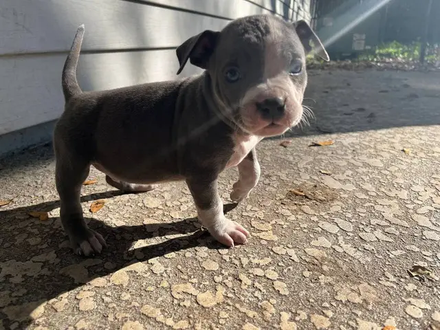 American Blue Nose Pitbull puppies - 11/14
