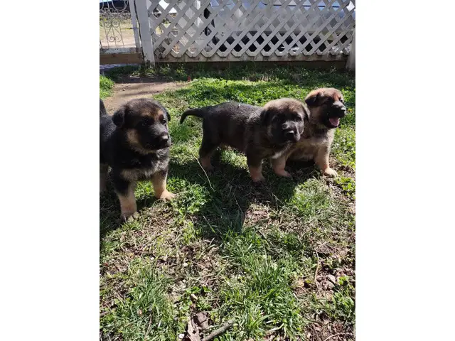 3 adorable German Shepherd puppies - 1/11