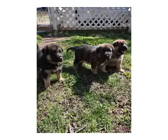 3 adorable German Shepherd puppies
