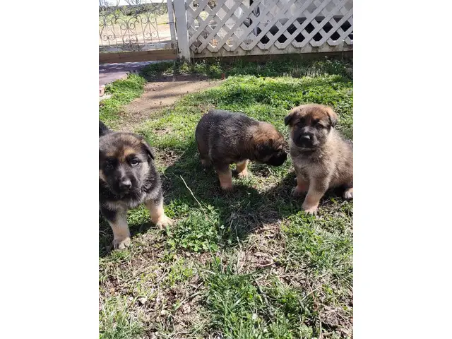 3 adorable German Shepherd puppies - 2/11