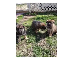 3 adorable German Shepherd puppies - 2