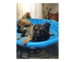3 adorable German Shepherd puppies - 4