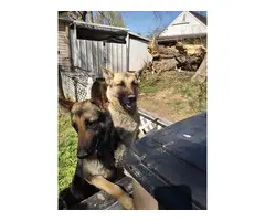 3 adorable German Shepherd puppies - 8