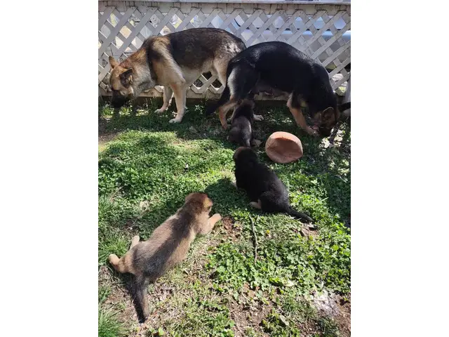 3 adorable German Shepherd puppies - 10/11