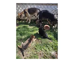 3 adorable German Shepherd puppies - 10