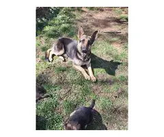 3 adorable German Shepherd puppies - 11