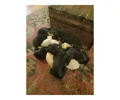 5 Miniature Pinscher puppies - 4