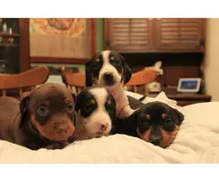 8 sweet Dachshund puppies for sale