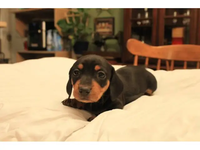 8 sweet Dachshund puppies for sale - 3/7