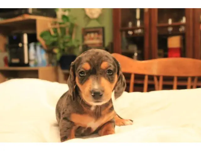 8 sweet Dachshund puppies for sale - 4/7