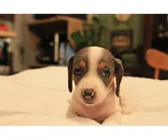 8 sweet Dachshund puppies for sale - 5