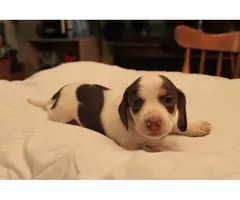 8 sweet Dachshund puppies for sale - 6