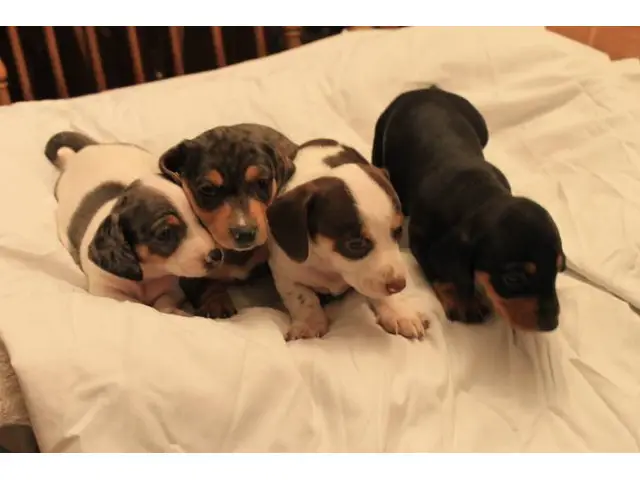 8 sweet Dachshund puppies for sale - 7/7