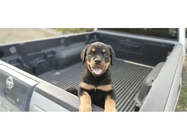 2 precious AKC female Rottweiler puppies for sale - 1/6
