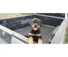2 precious AKC female Rottweiler puppies for sale