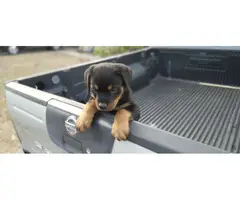 2 precious AKC female Rottweiler puppies for sale - 2