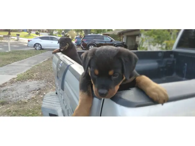 2 precious AKC female Rottweiler puppies for sale - 3/6