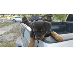 2 precious AKC female Rottweiler puppies for sale - 3