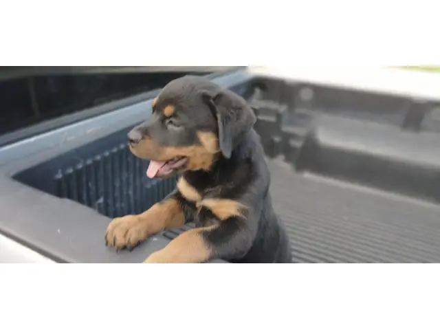 2 precious AKC female Rottweiler puppies for sale - 4/6