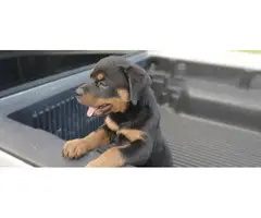 2 precious AKC female Rottweiler puppies for sale - 4