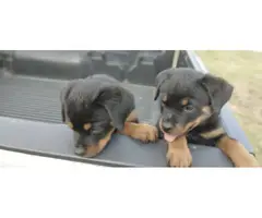 2 precious AKC female Rottweiler puppies for sale - 5