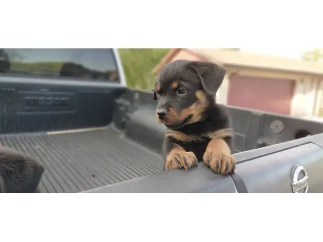 2 precious AKC female Rottweiler puppies for sale - 6/6