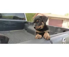 2 precious AKC female Rottweiler puppies for sale - 6