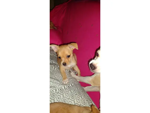 2 beautiful female Chihuahuas for sale - 1/4
