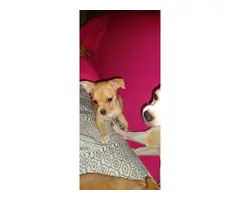 2 beautiful female Chihuahuas for sale