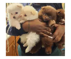 4 cute Pomeranian puppies for sale - 2