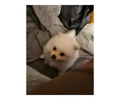 4 cute Pomeranian puppies for sale - 3