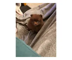 4 cute Pomeranian puppies for sale - 5