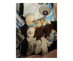 4 cute Pomeranian puppies for sale - 6