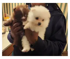 4 cute Pomeranian puppies for sale - 8
