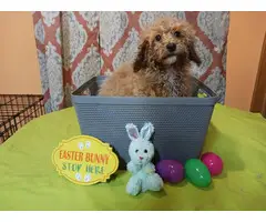 4 months old Toy Poodles for sale - 2