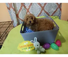 4 months old Toy Poodles for sale - 5