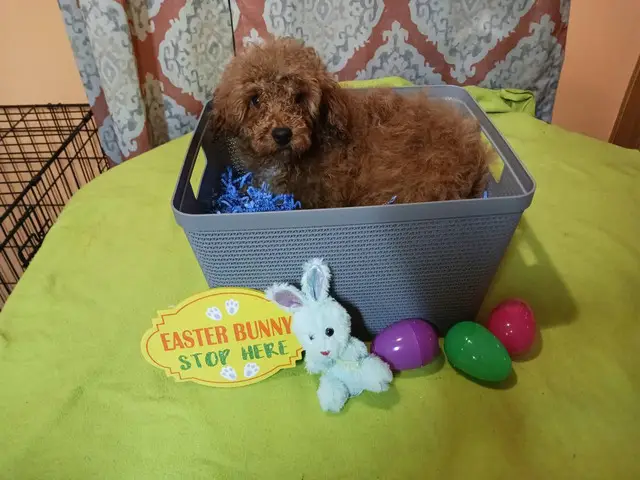 4 months old Toy Poodles for sale - 6/10