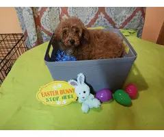 4 months old Toy Poodles for sale - 6
