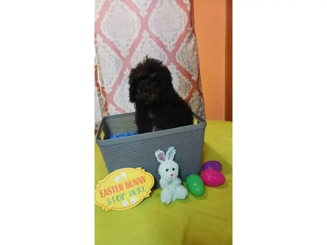 4 months old Toy Poodles for sale - 7/10