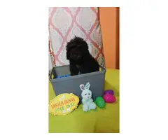 4 months old Toy Poodles for sale - 7