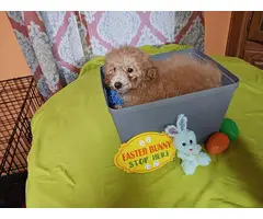4 months old Toy Poodles for sale - 9
