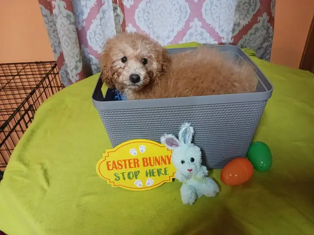 4 months old Toy Poodles for sale - 10/10